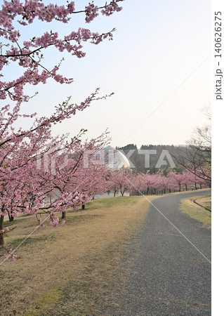 新潟県立植物園の河津桜（新潟県新潟市秋葉区新津） 140626275