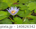 睡蓮と蜜蜂 140626342