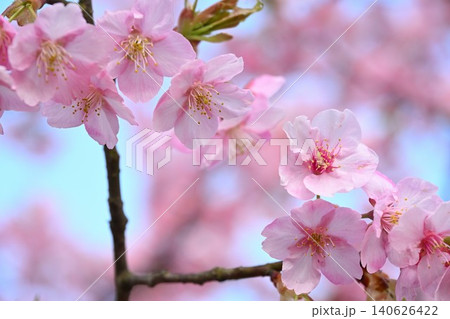 新潟県立植物園の河津桜のクローズアップ(新潟県新潟市秋葉区) 新潟県立植物園の河津桜のクローズアップ(新潟県新潟市秋葉区) 140626422