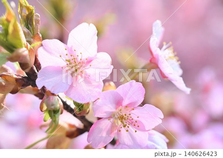 新潟県立植物園の河津桜のクローズアップ(新潟県新潟市秋葉区) 新潟県立植物園の河津桜のクローズアップ(新潟県新潟市秋葉区) 140626423