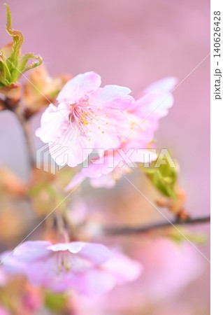 新潟県立植物園の河津桜のクローズアップ（新潟県新潟市秋葉区） 140626428