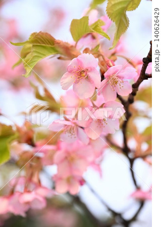 新潟県立植物園の河津桜のクローズアップ(新潟県新潟市秋葉区) 新潟県立植物園の河津桜のクローズアップ(新潟県新潟市秋葉区) 140626429