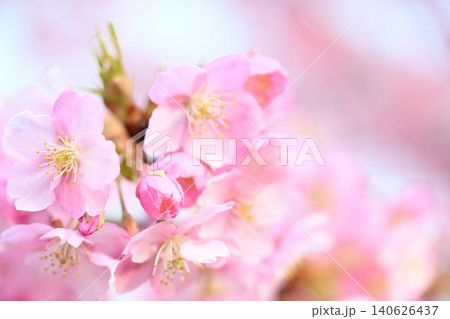 新潟県立植物園の河津桜のクローズアップ(新潟県新潟市秋葉区) 新潟県立植物園の河津桜のクローズアップ(新潟県新潟市秋葉区) 140626437
