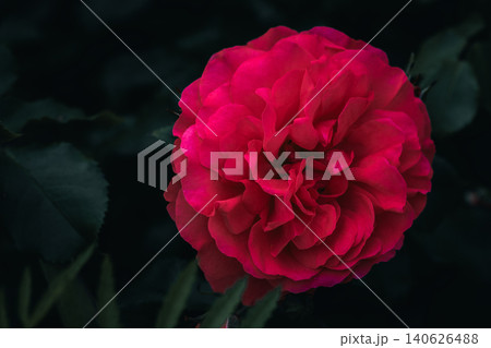 Close-up of a vibrant red rose in natural light Close-up of a vibrant red rose in natural light 140626488