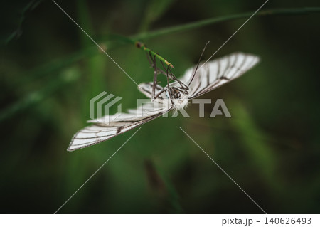 White moth resting on a green plant in a natural environment White moth resting on a green plant in a natural environment 140626493
