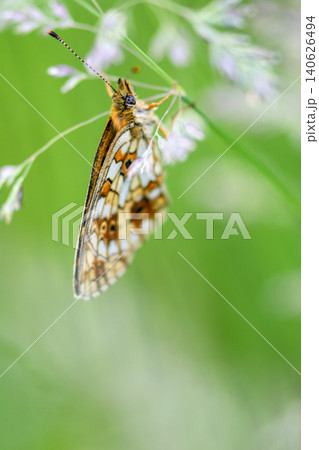 Close-up of a butterfly on a flower with green background 140626494