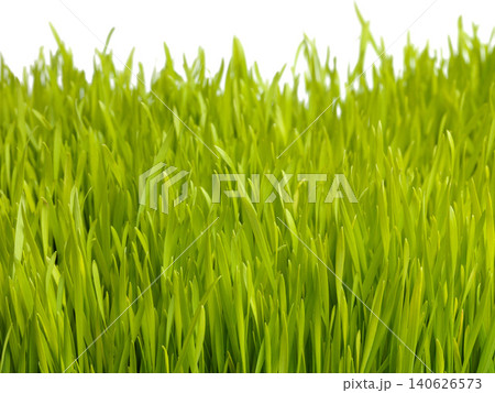 Nature, plant and grass on a white background for garden, meadow and park for growth, field and landscape. Agriculture, sustainability and isolated plants for environment, ecosystem and ecology 140626573