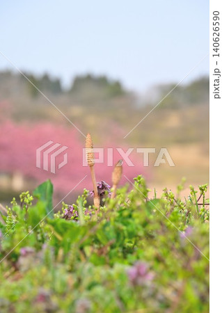 新潟県立植物園のつくしと河津桜（新潟県新潟市秋葉区） 140626590