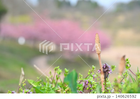 新潟県立植物園のつくしと河津桜(新潟県新潟市秋葉区) 新潟県立植物園のつくしと河津桜(新潟県新潟市秋葉区) 140626592