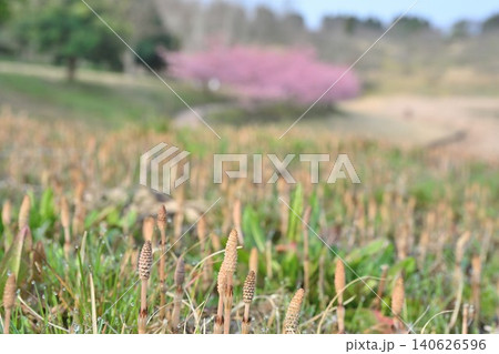 新潟県立植物園のつくしと河津桜(新潟県新潟市秋葉区) 新潟県立植物園のつくしと河津桜(新潟県新潟市秋葉区) 140626596