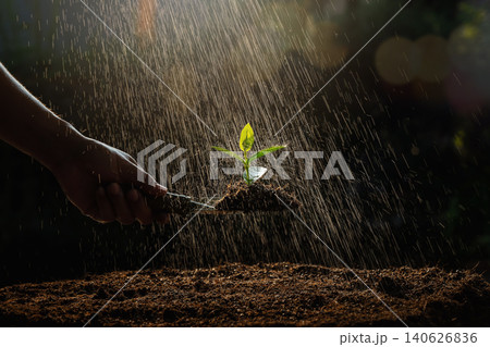 A farmer watering the Spinach seedling that was planted in the nursery. A farmer watering the Spinach seedling that was planted in the nursery. 140626836