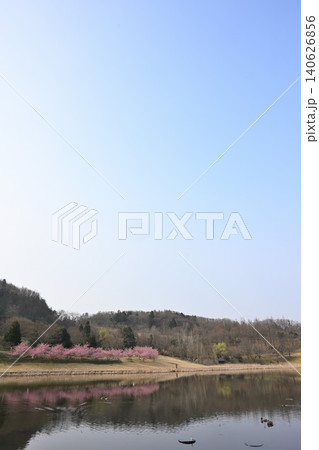 新潟県立植物園の桜と池（新潟県新潟市秋葉区新津） 140626856