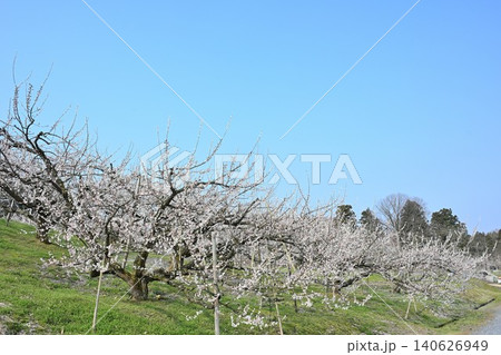 田上梅林公園の梅の花(新潟県田上町) 田上梅林公園の梅の花(新潟県田上町) 140626949
