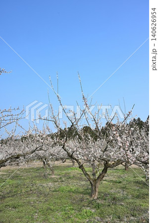 田上梅林公園の梅の花(新潟県田上町) 田上梅林公園の梅の花(新潟県田上町) 140626954