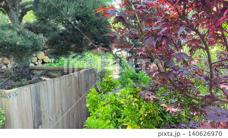 Landscaped garden corner with wooden planter, pine bonsai, and red maple Landscaped garden corner with wooden planter, pine bonsai, and red maple 140626970