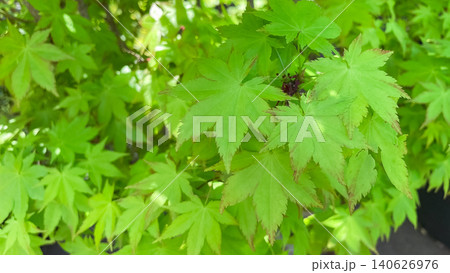 Lush green Japanese maple foliage pattern in a sunny spring garden 140626976