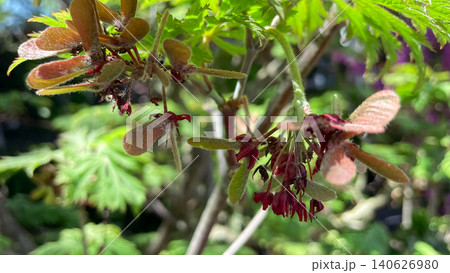 Macro shot of young green maple samaras and seeds growing on branch 140626980