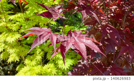 Red Japanese maple leaves contrasting with bright green foliage in spring garden 140626983