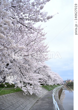 東明さくら公園の桜並木（新潟県新潟市） 140627019