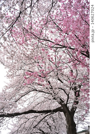東明さくら公園の桜並木(新潟県新潟市) 東明さくら公園の桜並木(新潟県新潟市) 140627024