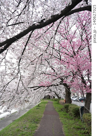 東明さくら公園の桜並木(新潟県新潟市) 東明さくら公園の桜並木(新潟県新潟市) 140627025