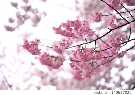 東明さくら公園の桜並木(新潟県新潟市) 東明さくら公園の桜並木(新潟県新潟市) 140627026