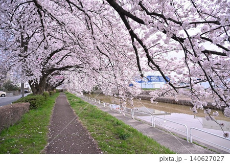 東明さくら公園の桜並木(新潟県新潟市) 東明さくら公園の桜並木(新潟県新潟市) 140627027