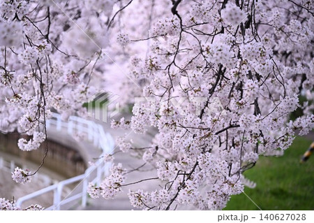 東明さくら公園の桜並木（新潟県新潟市） 140627028