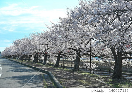 春のすご堀の桜並木(新潟県新潟市江南区) 春のすご堀の桜並木(新潟県新潟市江南区) 140627133