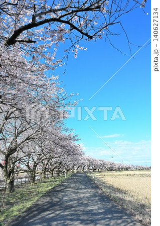 春のすご堀の桜並木（新潟県新潟市江南区） 140627134