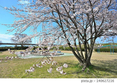 阿賀野川河川公園の桜(新潟県新潟市東区) 阿賀野川河川公園の桜(新潟県新潟市東区) 140627216