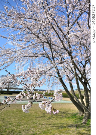 阿賀野川河川公園の桜(新潟県新潟市東区) 阿賀野川河川公園の桜(新潟県新潟市東区) 140627217