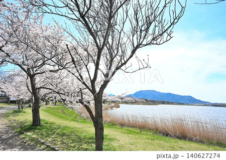 佐潟の桜と角田山(新潟県新潟市西区) 佐潟の桜と角田山(新潟県新潟市西区) 140627274