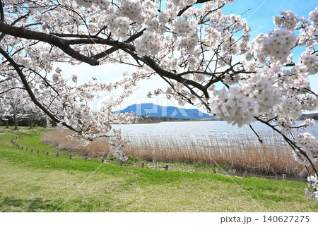佐潟の桜と角田山(新潟県新潟市西区) 佐潟の桜と角田山(新潟県新潟市西区) 140627275