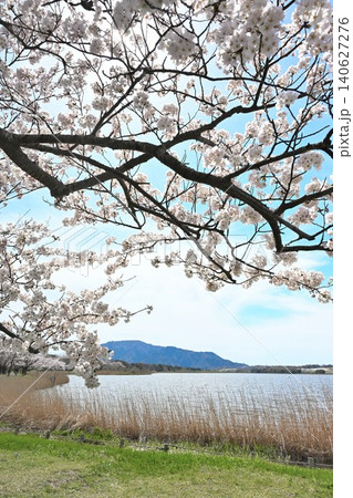 佐潟の桜と角田山(新潟県新潟市西区) 佐潟の桜と角田山(新潟県新潟市西区) 140627276