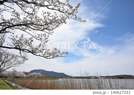 佐潟の桜と角田山（新潟県新潟市西区） 140627281