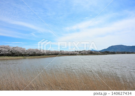 春の佐潟と桜の風景（新潟県新潟市西区） 140627434