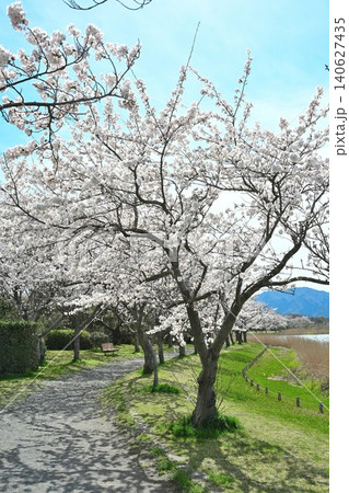 春の佐潟と桜の風景(新潟県新潟市西区) 春の佐潟と桜の風景(新潟県新潟市西区) 140627435