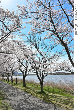 春の佐潟と桜の風景（新潟県新潟市西区） 140627436