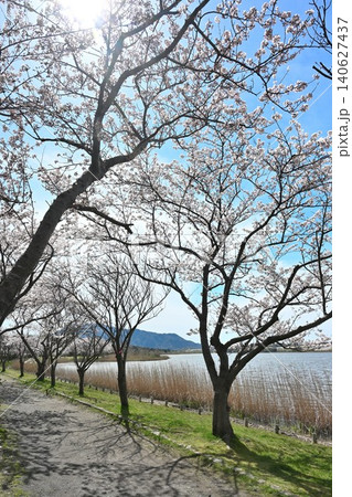 春の佐潟と桜の風景（新潟県新潟市西区） 140627437