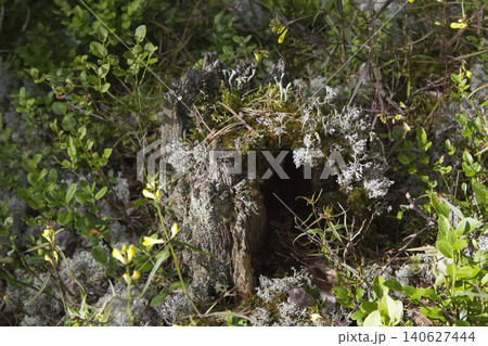 Hollow Mossy Stump with Lichen on Forest Floor 140627444