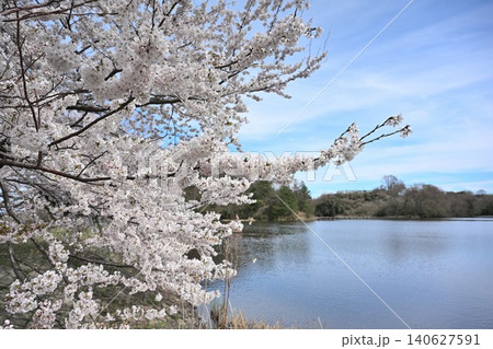 二箇堤の桜（新潟県新潟市西蒲区） 140627591