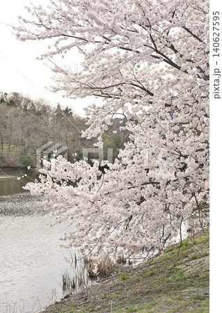 二箇堤の桜（新潟県新潟市西蒲区） 140627595