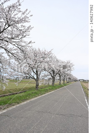 中塩俵の桜並木（新潟県新潟市南区） 140627992