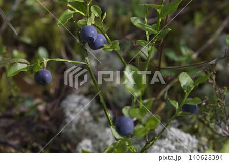 Wild Bilberry Branch with Ripe Berries Macro Wild Bilberry Branch with Ripe Berries Macro 140628394