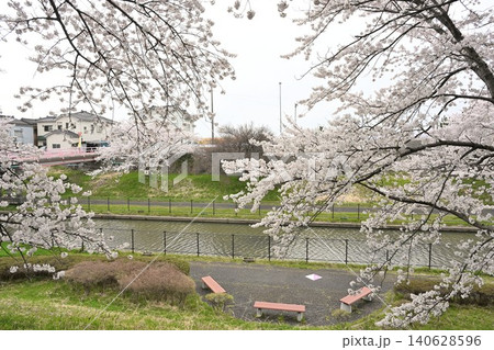 鷲ノ木遊歩道の桜(新潟県新潟市南区) 鷲ノ木遊歩道の桜(新潟県新潟市南区) 140628596