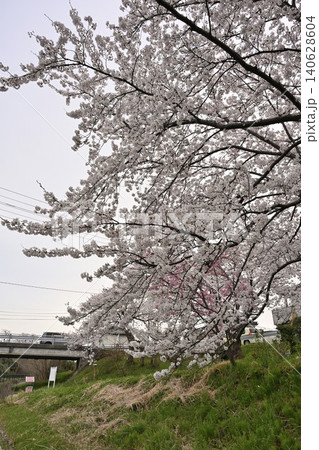 鷲ノ木遊歩道の桜(新潟県新潟市南区) 鷲ノ木遊歩道の桜(新潟県新潟市南区) 140628604
