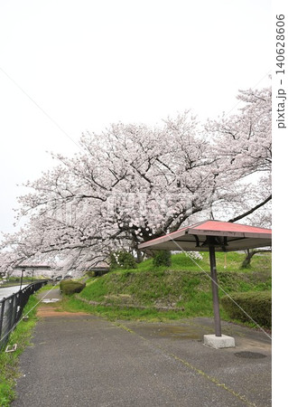 鷲ノ木遊歩道の桜（新潟県新潟市南区） 140628606