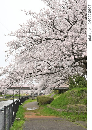 鷲ノ木遊歩道の桜(新潟県新潟市南区) 鷲ノ木遊歩道の桜(新潟県新潟市南区) 140628607