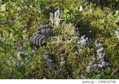 Decaying Tree Stump and Reindeer Lichen in Mossy Forest Decaying Tree Stump and Reindeer Lichen in Mossy Forest 140628796